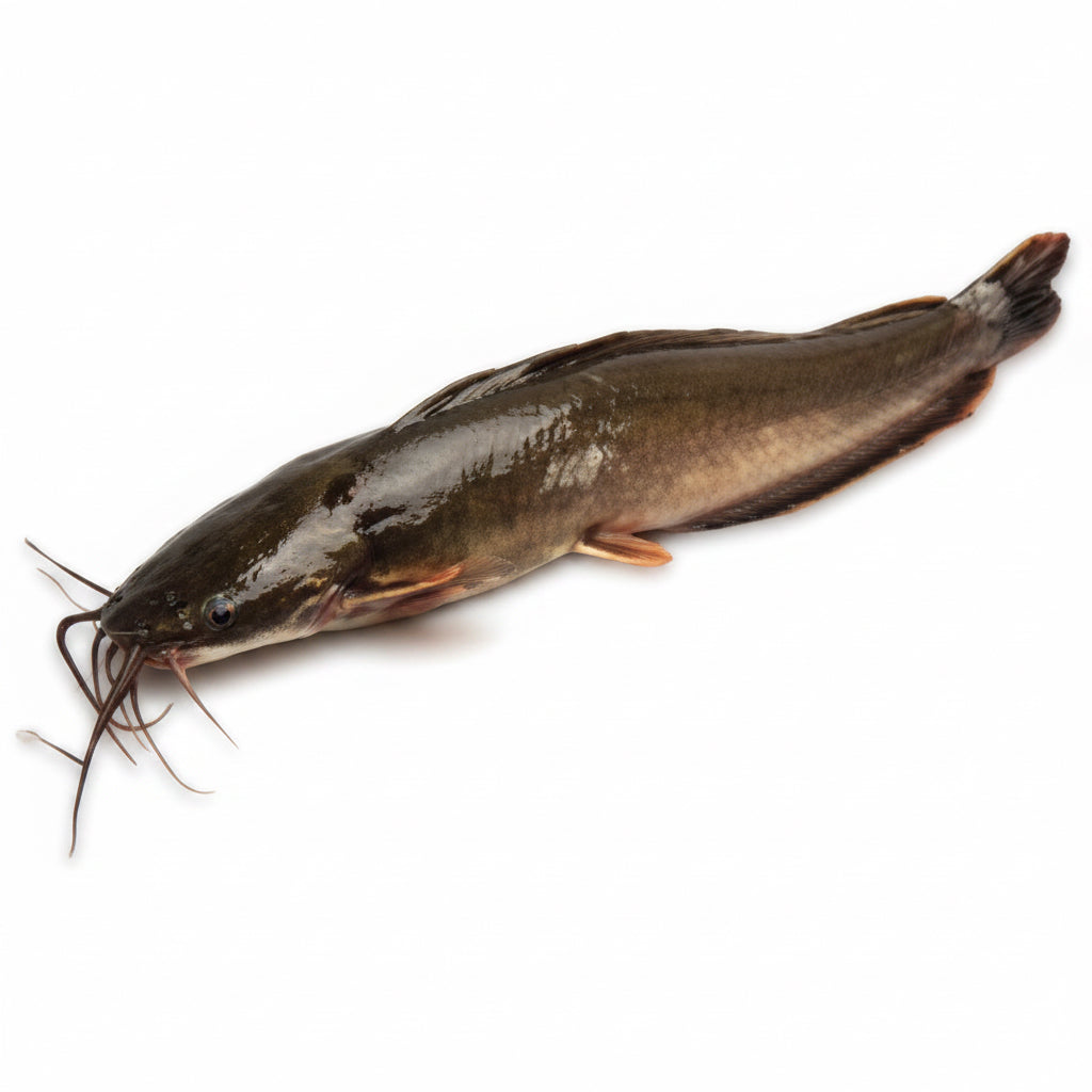 Ultimate Taste Catfish Gutted 500-800g/ 55kr/kg
