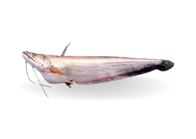 Boal fish 3kg +++