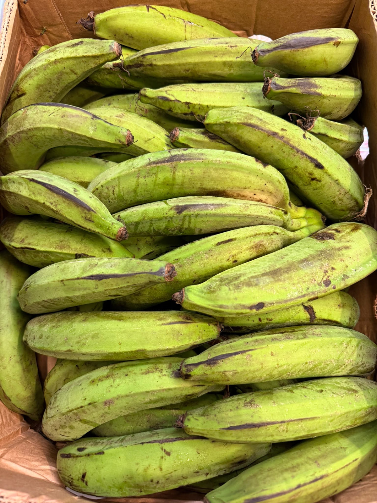 Green plantin 1 kg