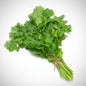 Coriander