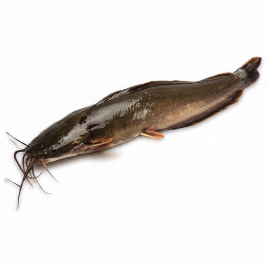 Ultimate Taste Catfish Gutted 500-800g/ 55kr/kg
