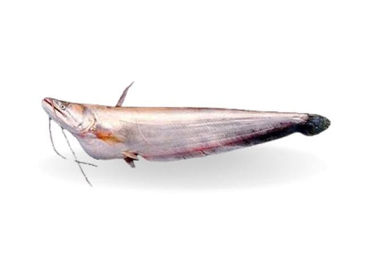 Boal fish cut 4kg +++