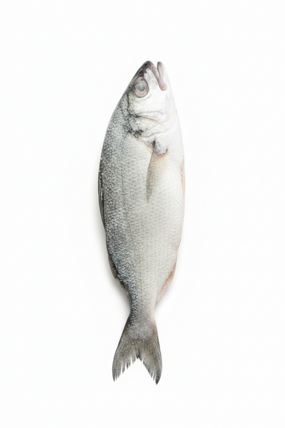 Koral / bhetki/ Barramundi 2.5 kg +++