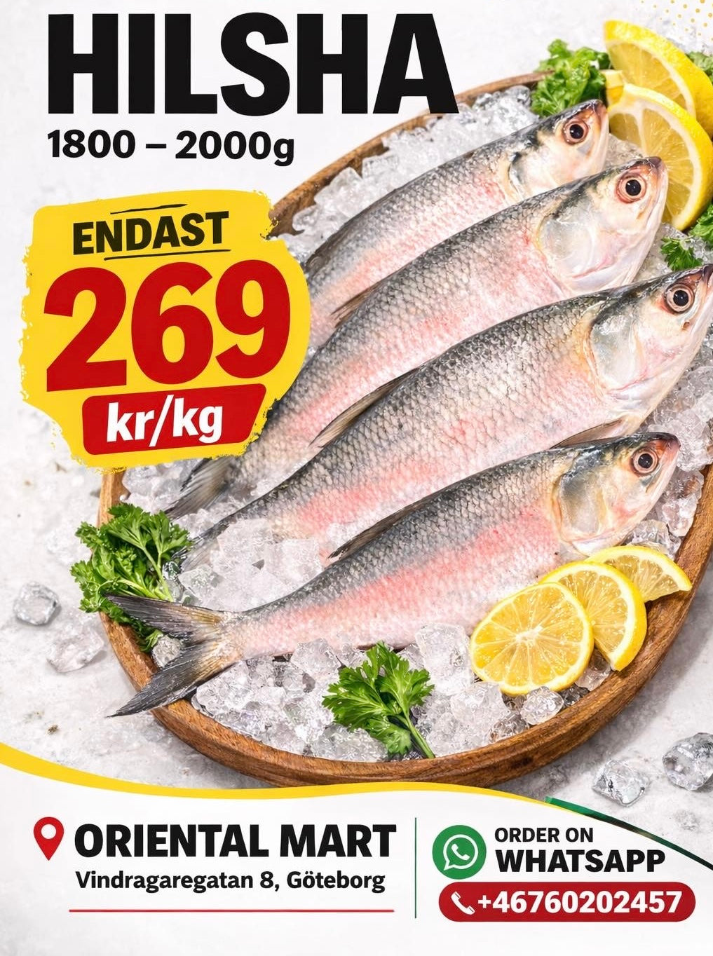 Hilsha 1.5kg +++