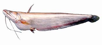 Boal fish ( Bangladesh) 7kg ++
